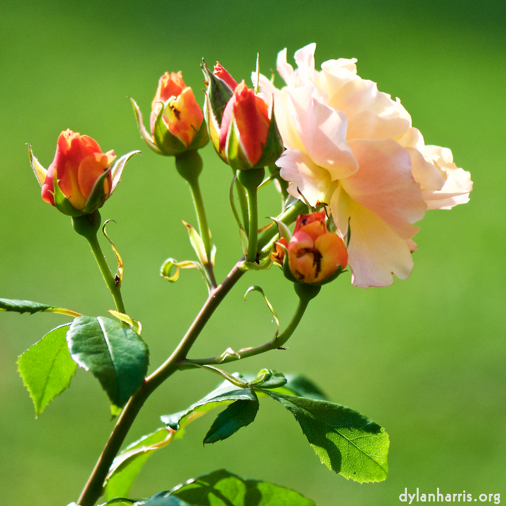 image: This is ‘
escher blummen (cxii) 7
’.