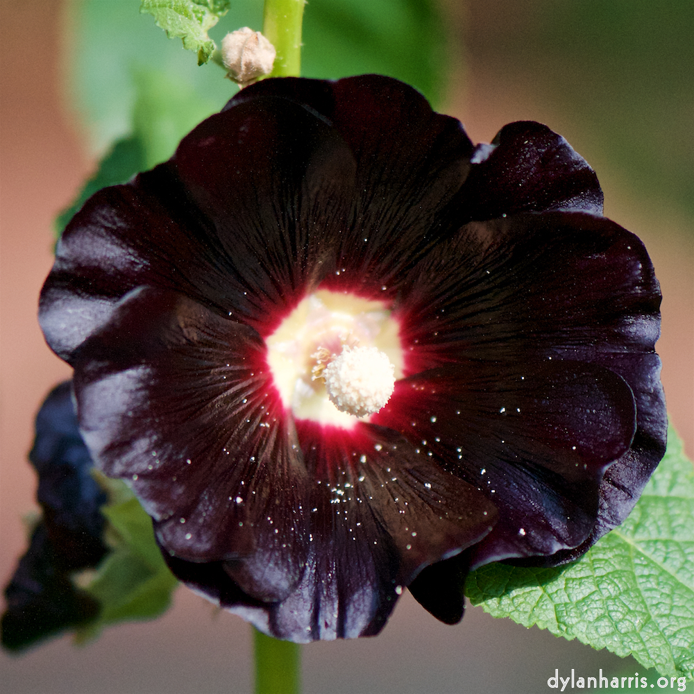 image: This is ‘
escher blummen (cxii) 8
’.