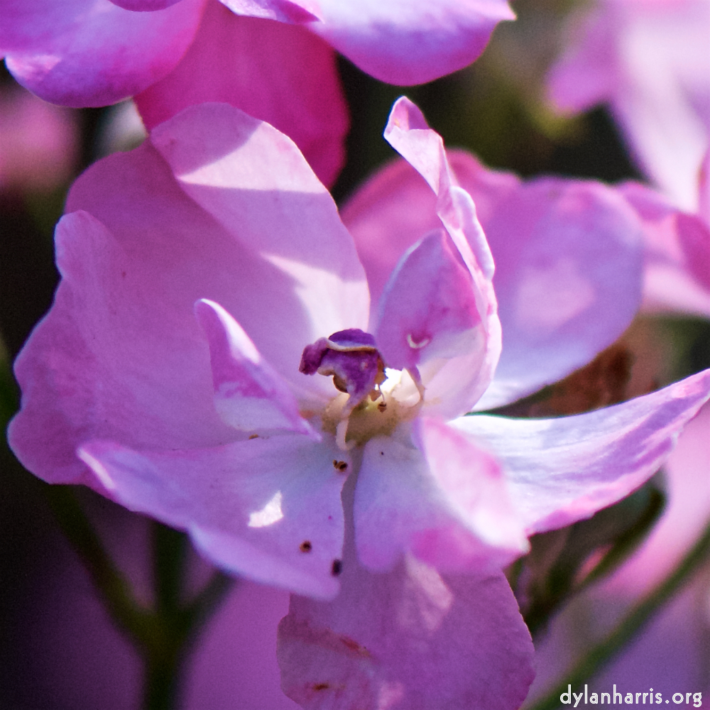 image: This is ‘
escher blummen (cxii) 9
’.