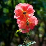 Image: First image from the photoset 'escher blummen (cxii)'.