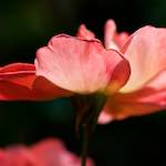 Image: Second image from the photoset 'escher blummen (cxii)'.