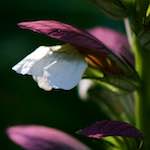 Image: Sixth image from the photoset 'escher blummen (cxii)'.