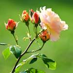 Image: Seventh image from the photoset 'escher blummen (cxii)'.