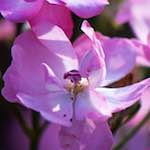 Image: Ninth image from the photoset 'escher blummen (cxii)'.