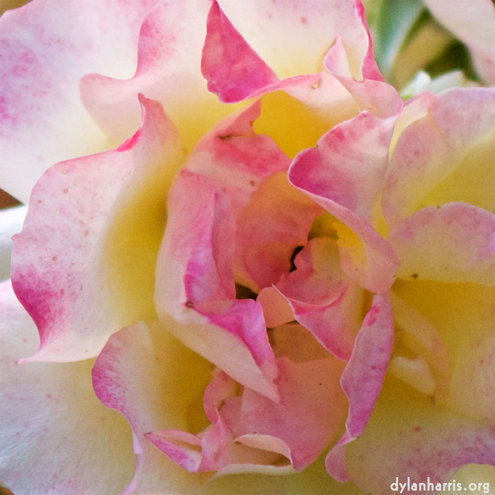 Image: Image 'escher blummen (cxiii) 4'.