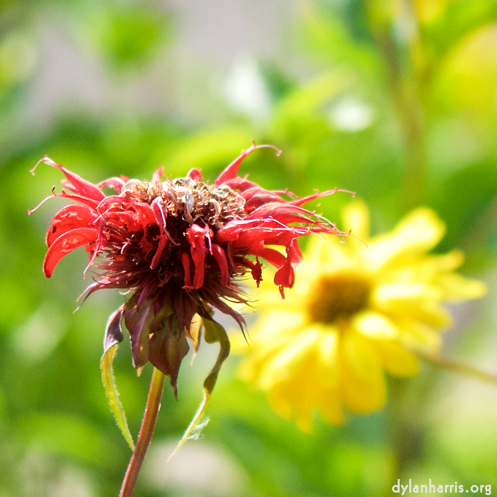 Image: Image 'escher blummen (cxiii) 5'.