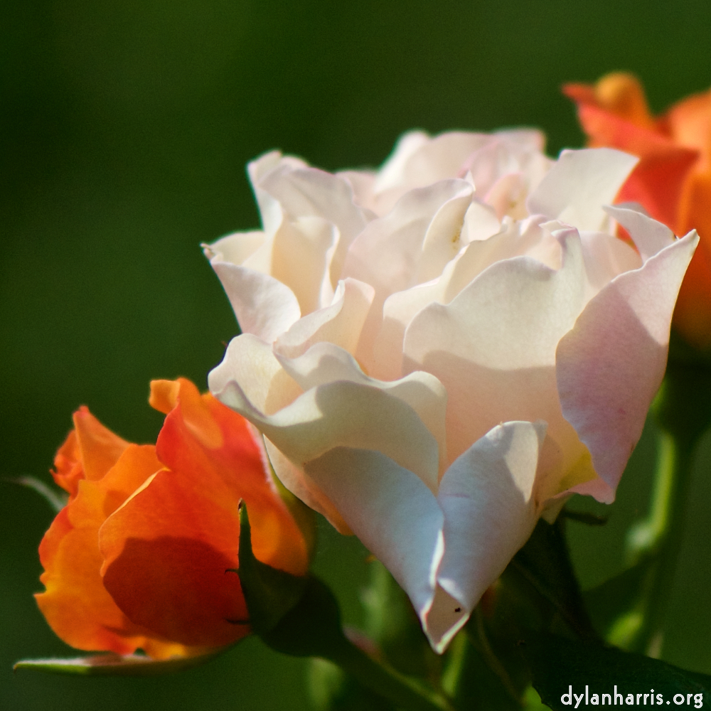 Image: Image 'escher blummen (cxiii) 9'.