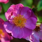 Image: First image from the photoset 'escher blummen (cxiii)'.