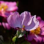 Image: Third image from the photoset 'escher blummen (cxiii)'.