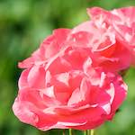 Image: Seventh image from the photoset 'escher blummen (cxiii)'.