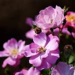 Image: Eighth image from the photoset 'escher blummen (cxiii)'.