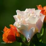 Image: Ninth image from the photoset 'escher blummen (cxiii)'.