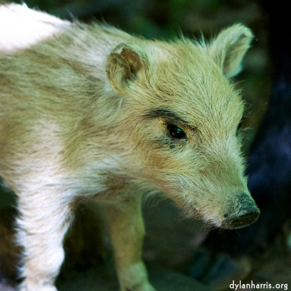 image: Image 'esch–sur–alzette (xxix) 1', at Escher Déiereesch.