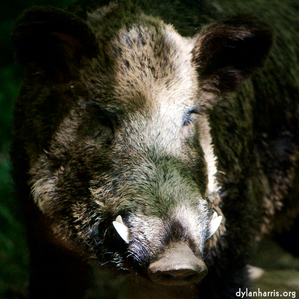 image: Image 'esch–sur–alzette (xxix) 2', at Escher Déiereesch, head and torso of a doe.