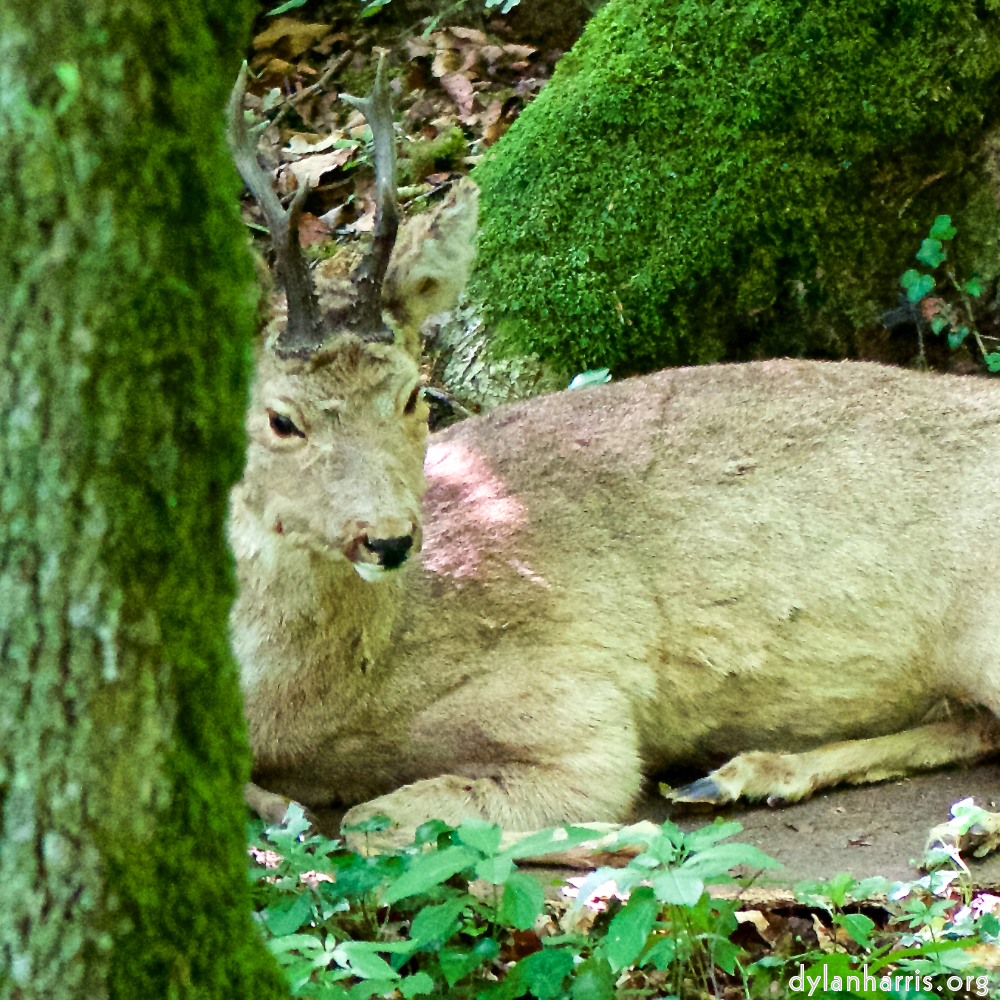 image: Image 'esch–sur–alzette (xxix) 4', at Escher Déiereesch, a doe realises I’ve no treats.