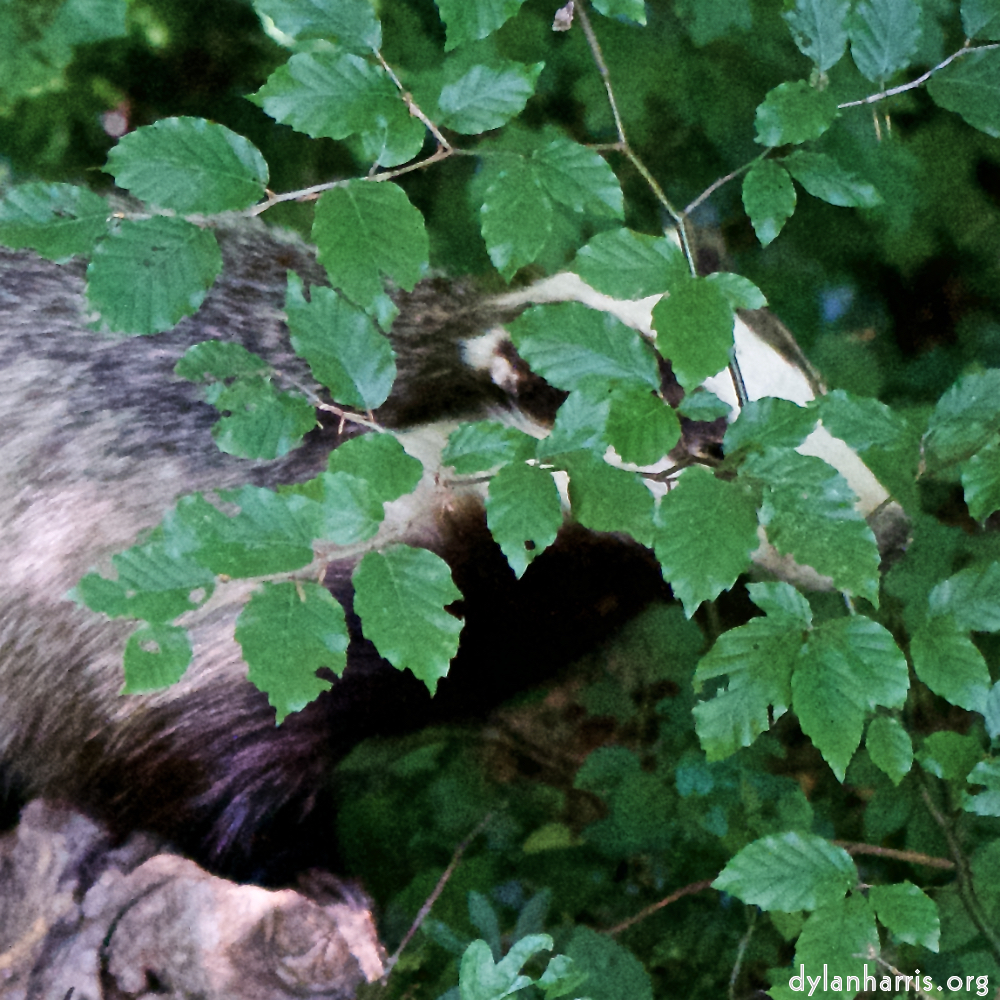 image: Image 'esch–sur–alzette (xxix) 5', of daffodils.