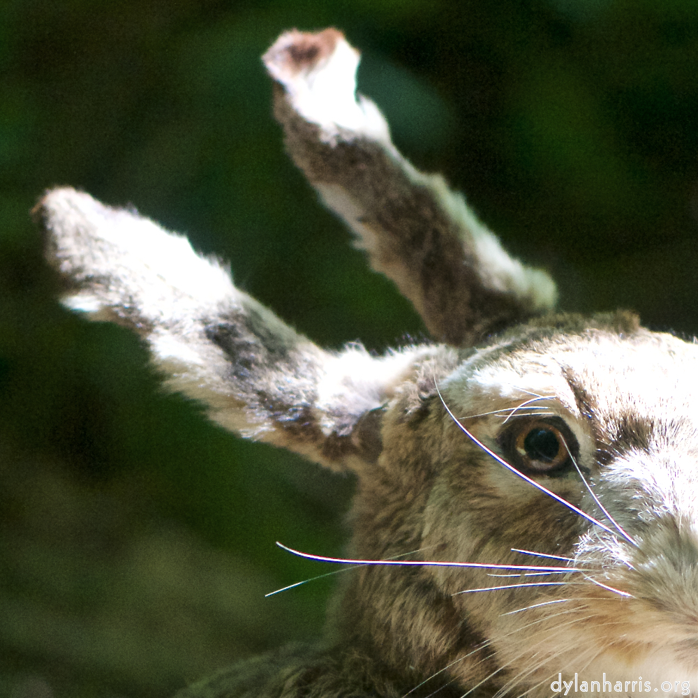 image: Image 'esch–sur–alzette (xxix) 6', of daffodils.