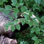 image: Image from the photoset ‘
esch–sur–alzette (xxix)
’.