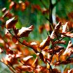 image: Image from the photoset ‘
terres rouges (xi)
’.