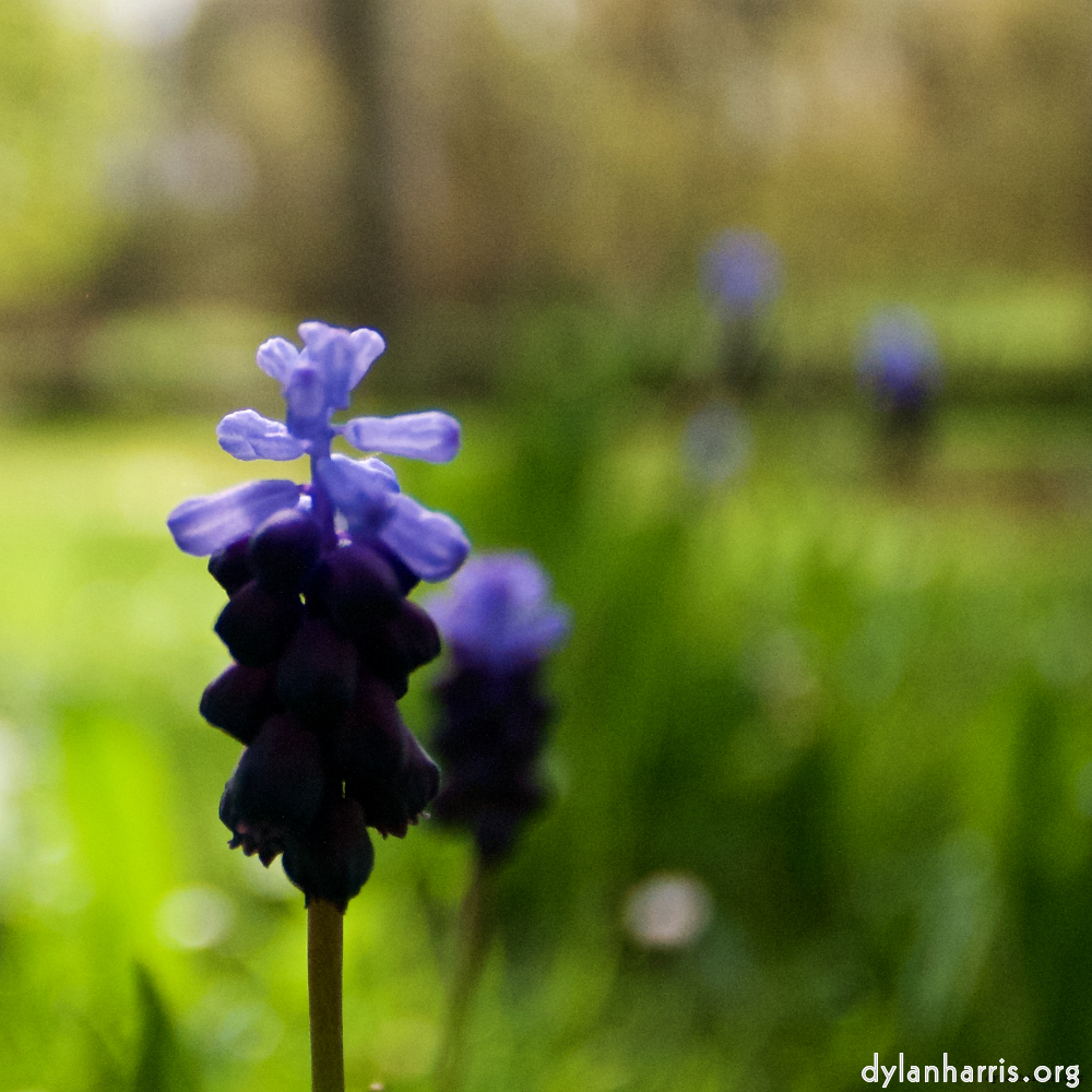 Image: Image 'escher blummen (lxxx) 2'.