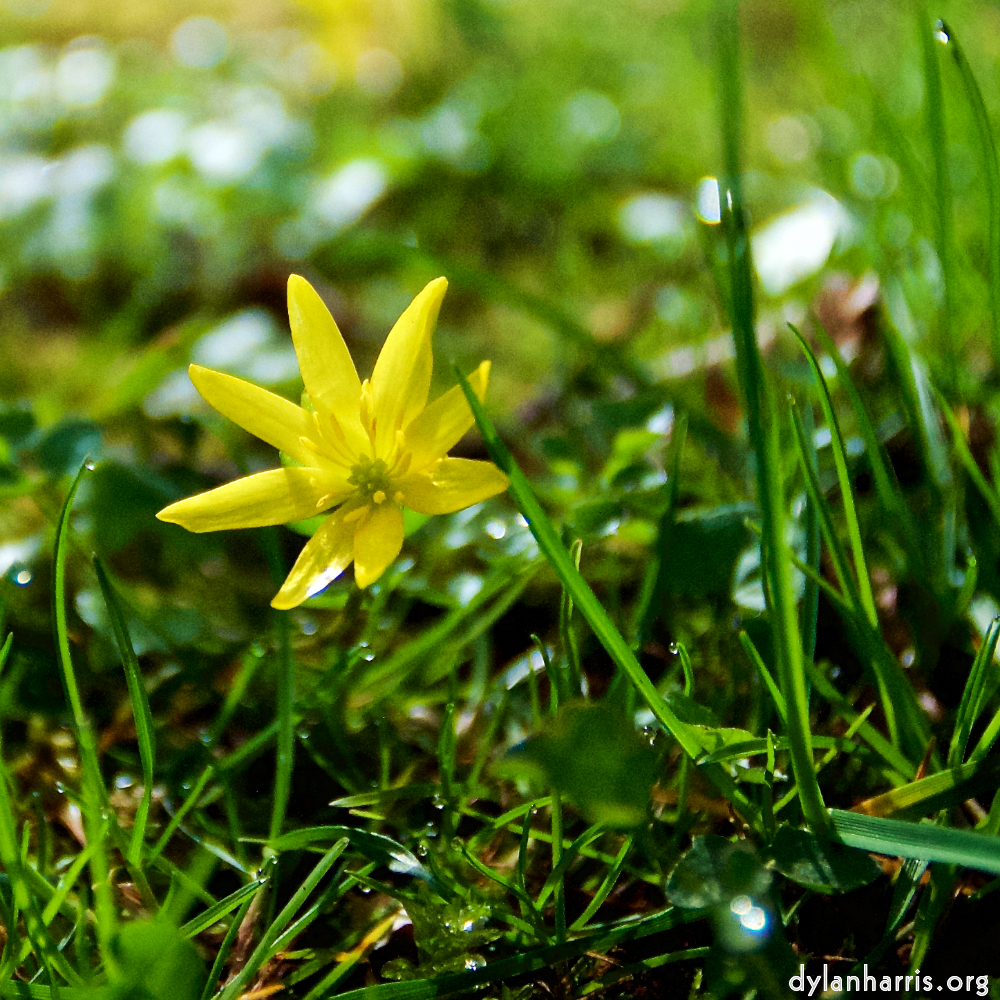 Image: Image 'escher blummen (lxxx) 3'.