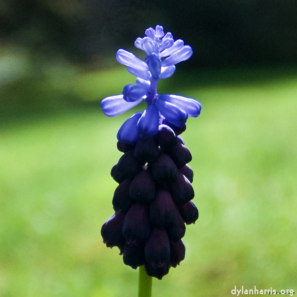 Image: Image 'escher blummen (lxxx) 5'.