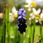 Image: First image from the photoset 'escher blummen (lxxx)'.