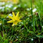 Image: Third image from the photoset 'escher blummen (lxxx)'.