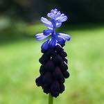 Image: Fifth image from the photoset 'escher blummen (lxxx)'.