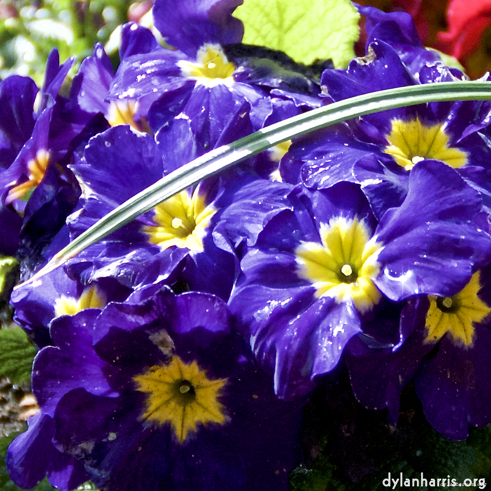 Image: Image 'escher blummen (lxxxi) 1'.