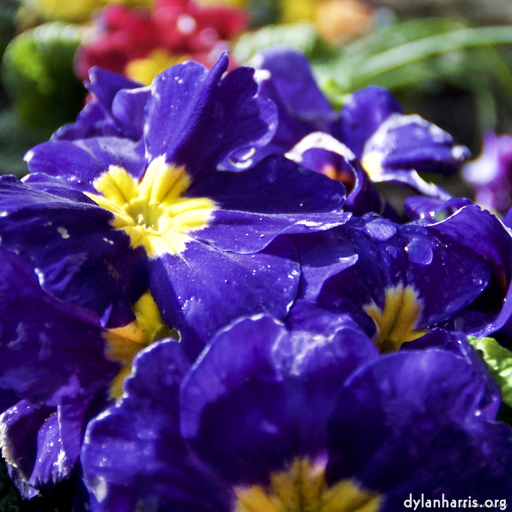 Image: Image 'escher blummen (lxxxi) 3'.