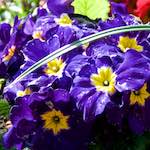 Image: First image from the photoset 'escher blummen (lxxxi)'.