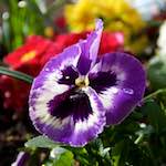 Image: Second image from the photoset 'escher blummen (lxxxi)'.