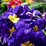 Image: Third image from the photoset 'escher blummen (lxxxi)'.