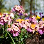 Image: Fourth image from the photoset 'escher blummen (lxxxi)'.