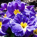 Image: Fifth image from the photoset 'escher blummen (lxxxi)'.