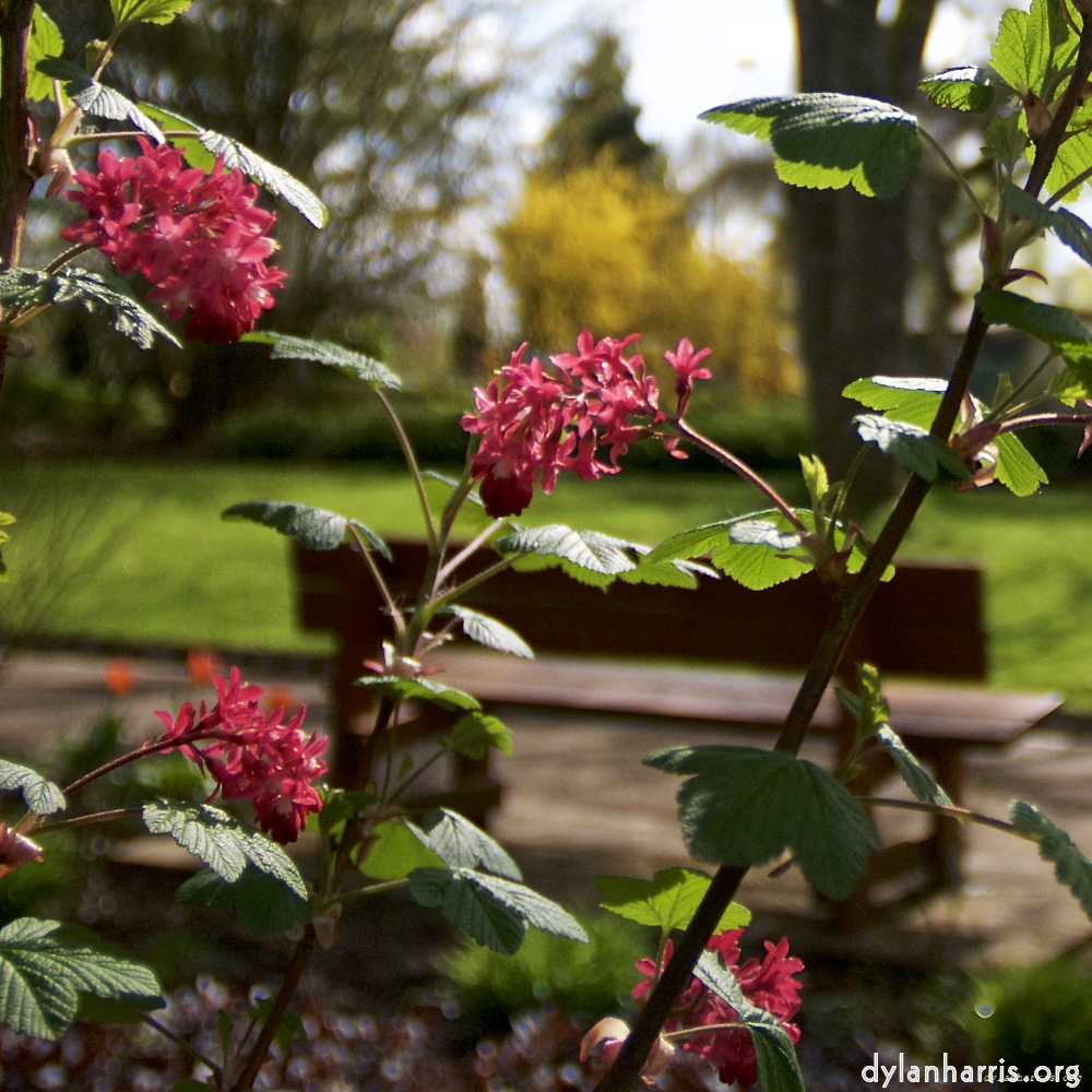 image: This is ‘
escher blummen (lxxxii) 1
’.