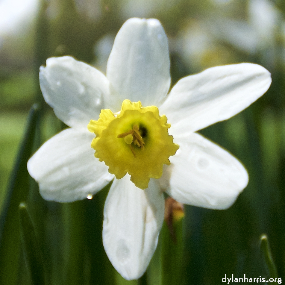 image: This is ‘
escher blummen (lxxxii) 2
’.