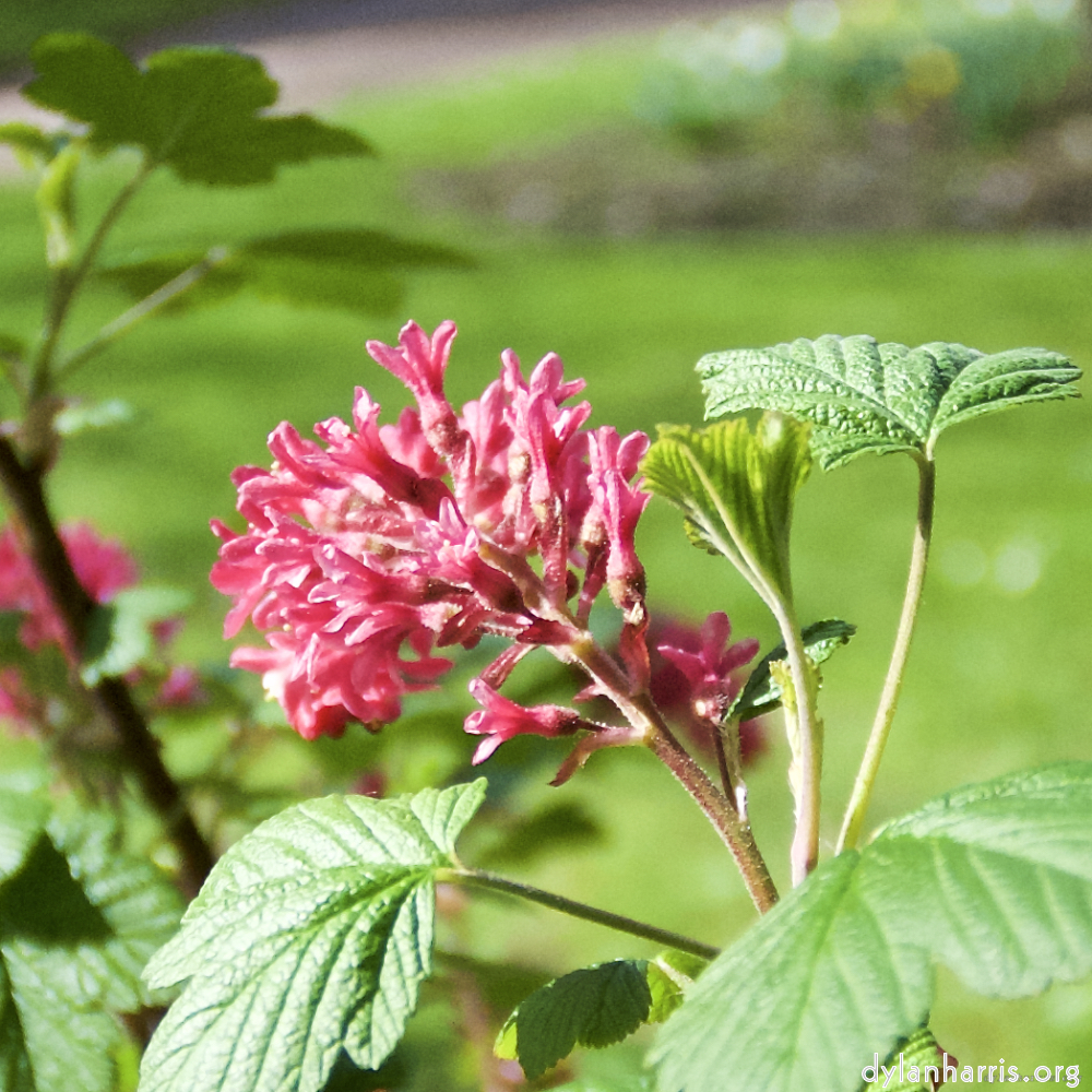 image: This is ‘
escher blummen (lxxxii) 3
’.