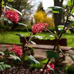 image: Image from the photoset ‘
escher blummen (lxxxii)
’.