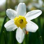 image: Image from the photoset ‘
escher blummen (lxxxii)
’.