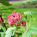 image: Image from the photoset ‘
escher blummen (lxxxii)
’.