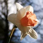 image: Image from the photoset ‘
escher blummen (lxxxii)
’.