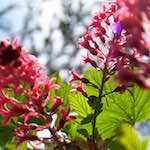 image: Image from the photoset ‘
escher blummen (lxxxii)
’.