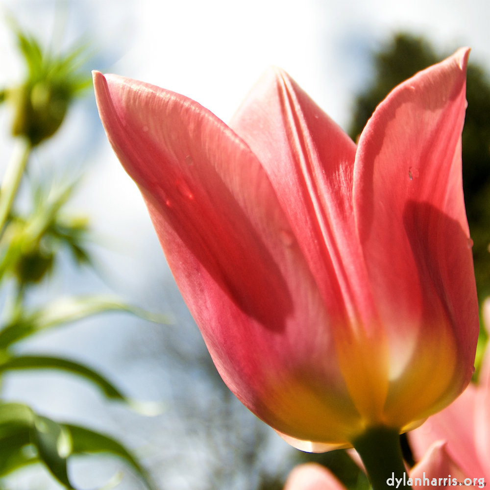 Image: Image 'escher blummen (lxxxiii) 1'.