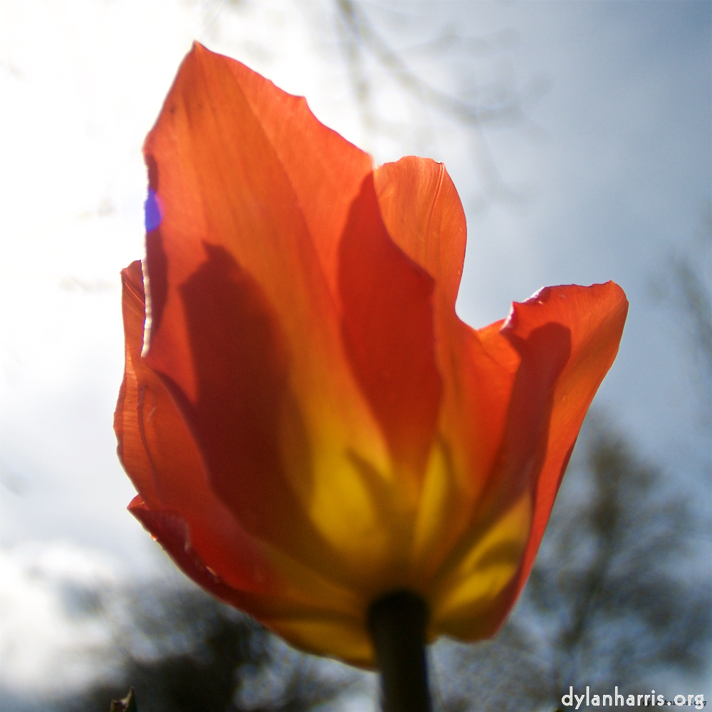 Image: Image 'escher blummen (lxxxiii) 2'.