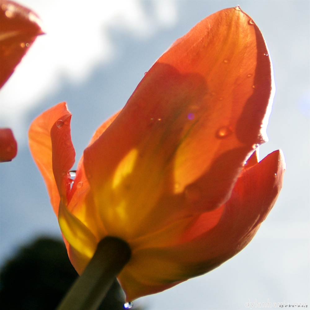 image: This is ‘
escher blummen (lxxxiii) 4
’.