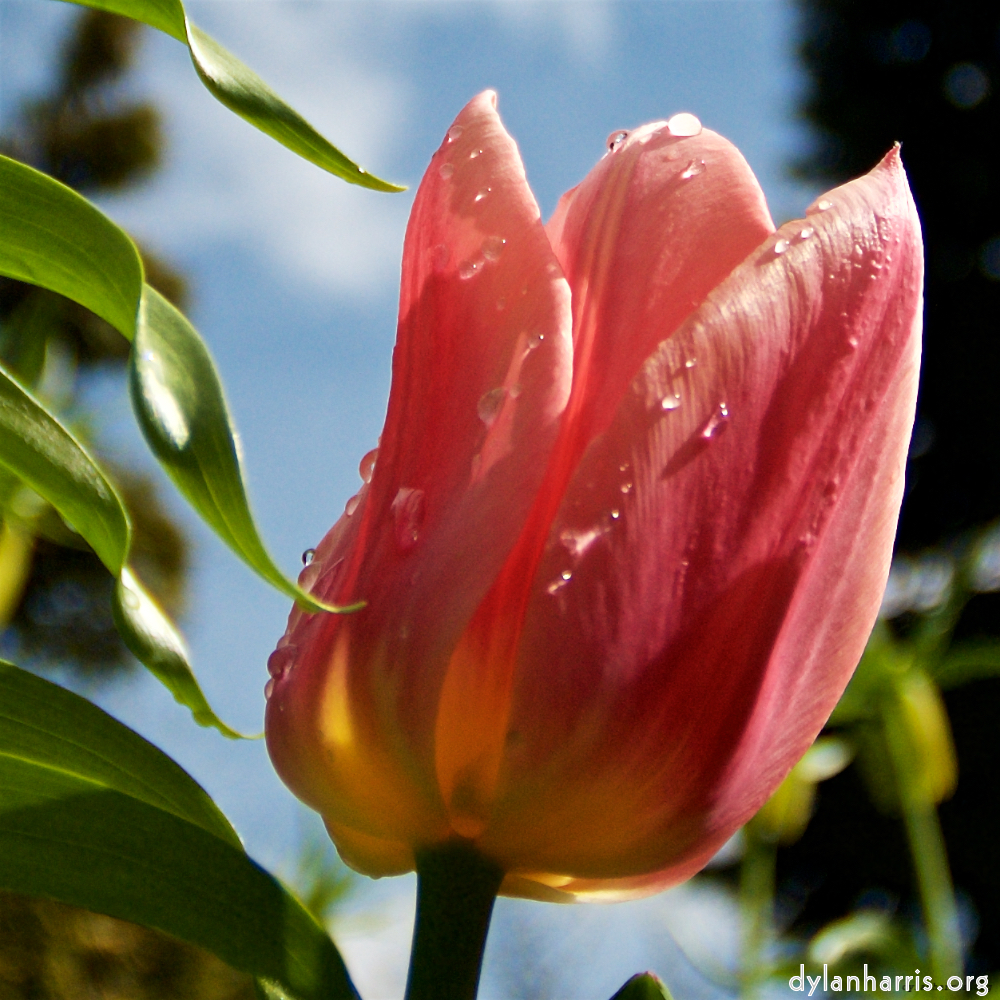 image: This is ‘
escher blummen (lxxxiii) 5
’.