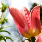 image: Image from the photoset ‘
escher blummen (lxxxiii)
’.