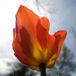 image: Image from the photoset ‘
escher blummen (lxxxiii)
’.